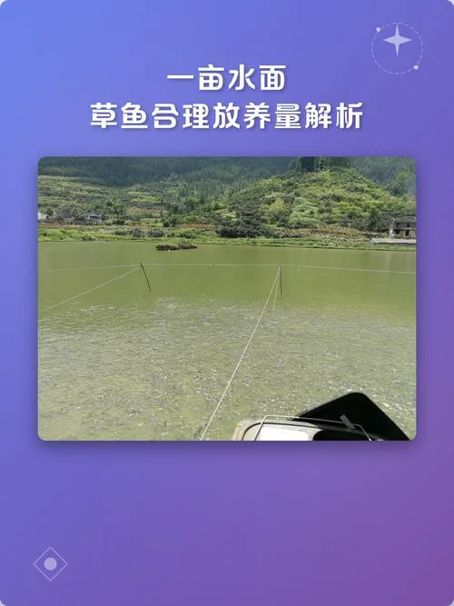 草鱼一亩能养多少条_2
