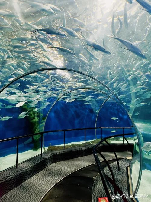 上海水族馆一日游_1