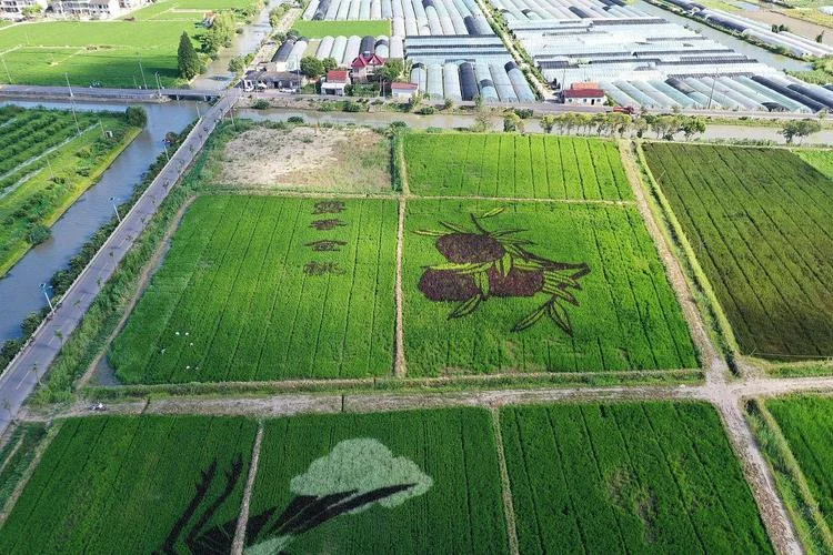 一亩地有多少米长-一亩地长多少米