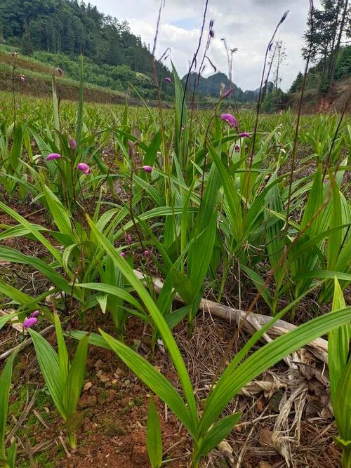白芨一亩产多少斤_2