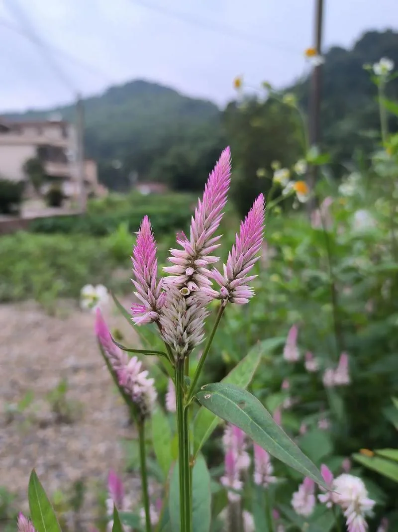 蝎子七的花叫什么花_1