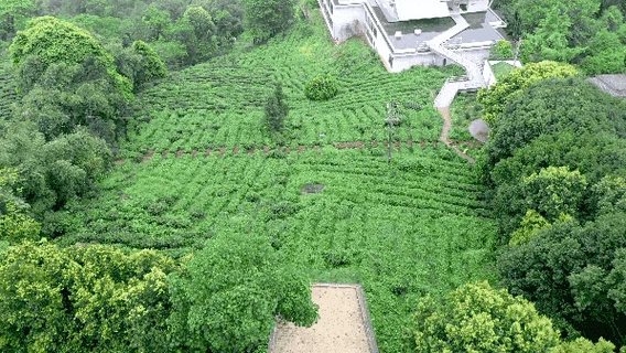 竹上花楸项目_2