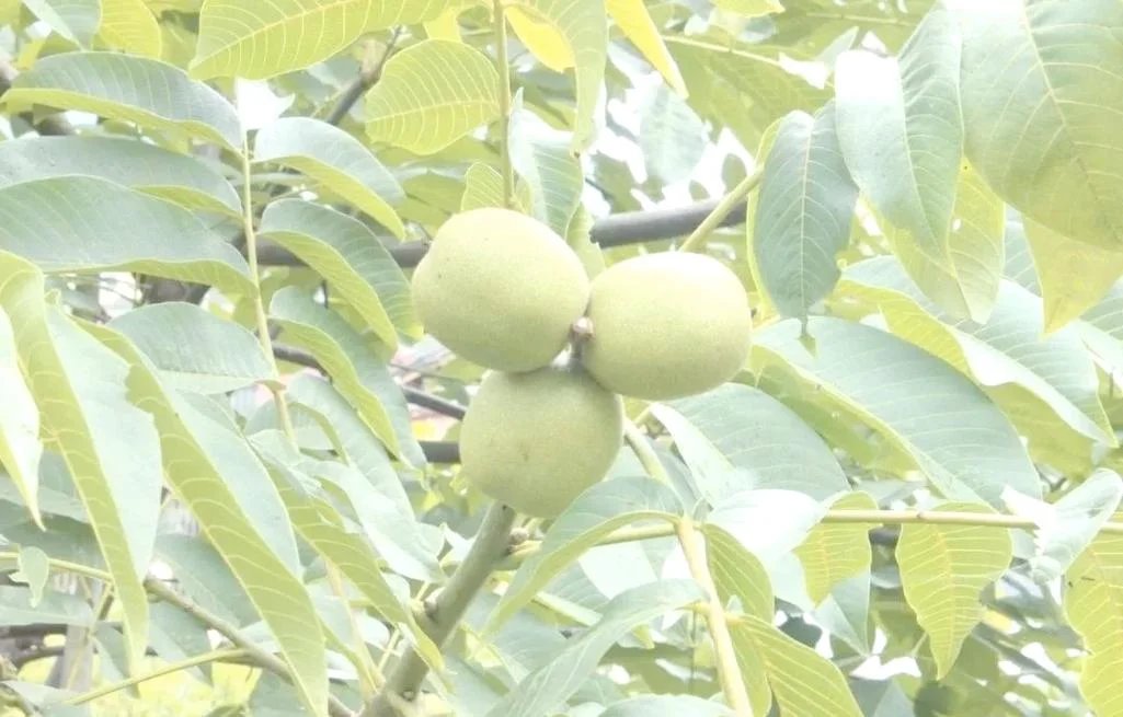 新鲜核桃几月_1
