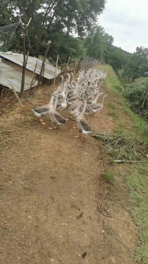 一亩地能散养多少只鹅-一亩地散养鹅数量