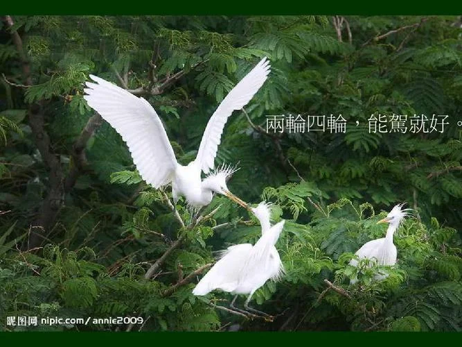 带有白鹭的人生感悟句子_1