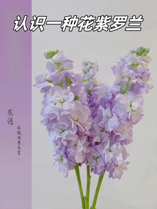 紫罗兰花语是什么意思_1