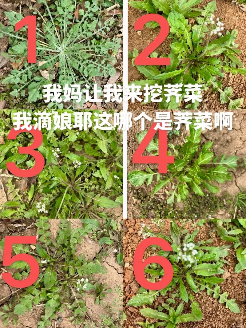 和菜头一样的菜叫什么_1