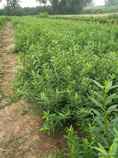 连翘一亩地能收入多少_1
