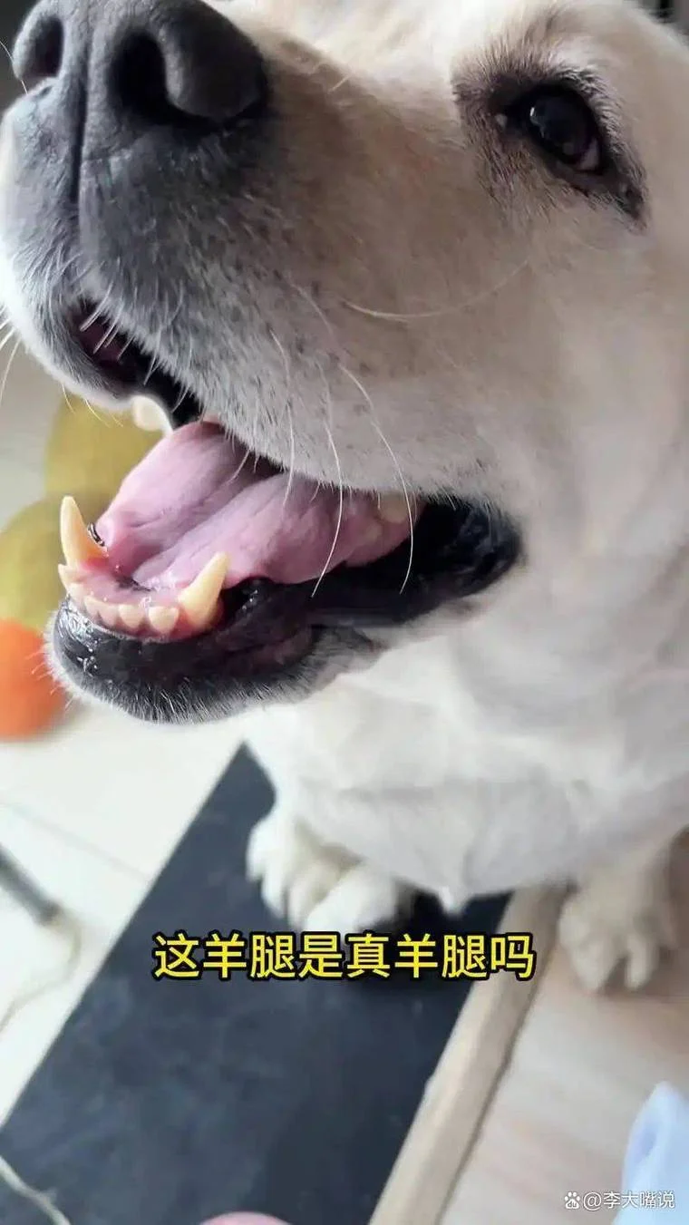 克隆狗狗需要什么条件_2