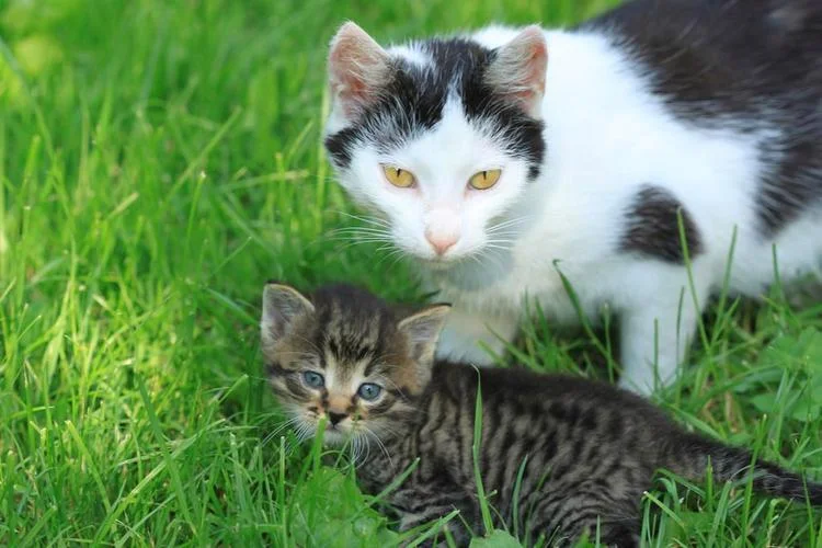 梦见猫是怀孕了吗_2