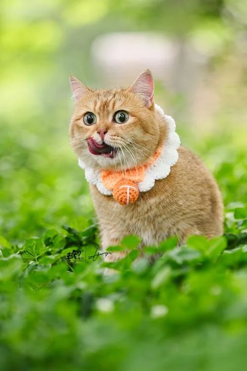 迪士尼绿色猫叫什么_1