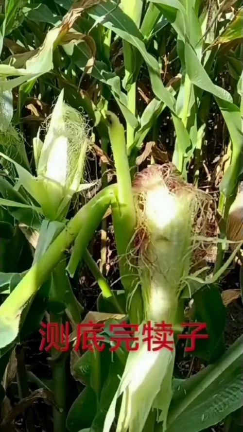 包地种大棚蔬菜一亩能挣多少钱_2