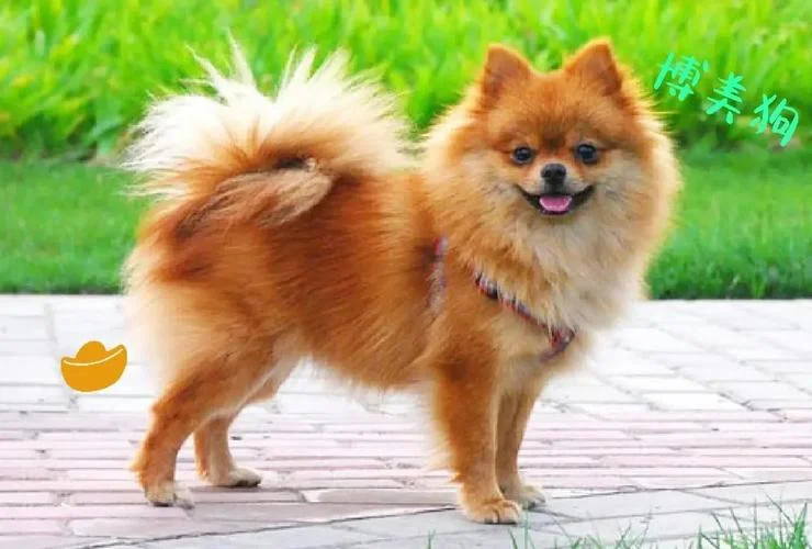 英国博美犬又叫什么犬_2