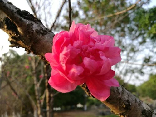 聆听花开的声音读后感_2