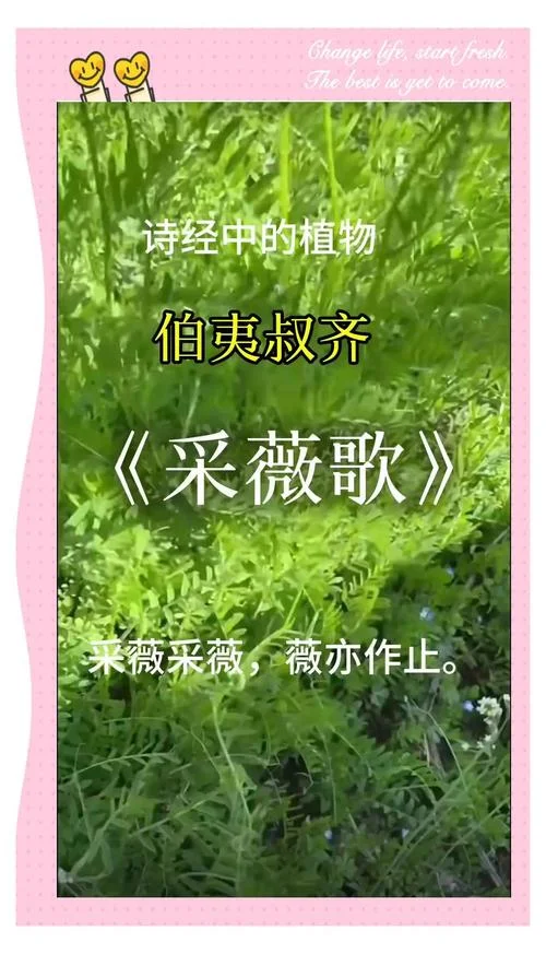 采薇电视剧叫什么名字-采薇电视剧名