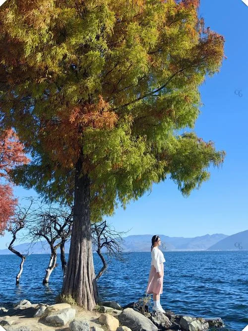 大理到洱海有多少公里_2