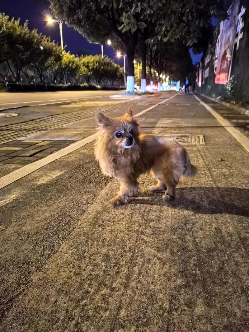 流浪狗找新主人的文案_1