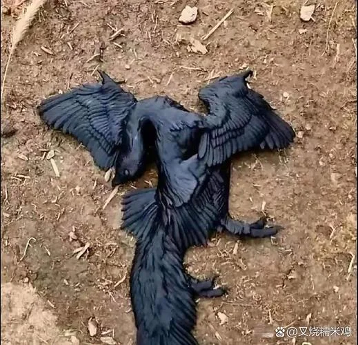 梦到死鸟_1