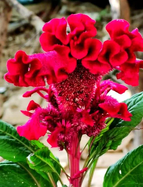 蔷薇与鸡冠花告诉我们什么道理_1