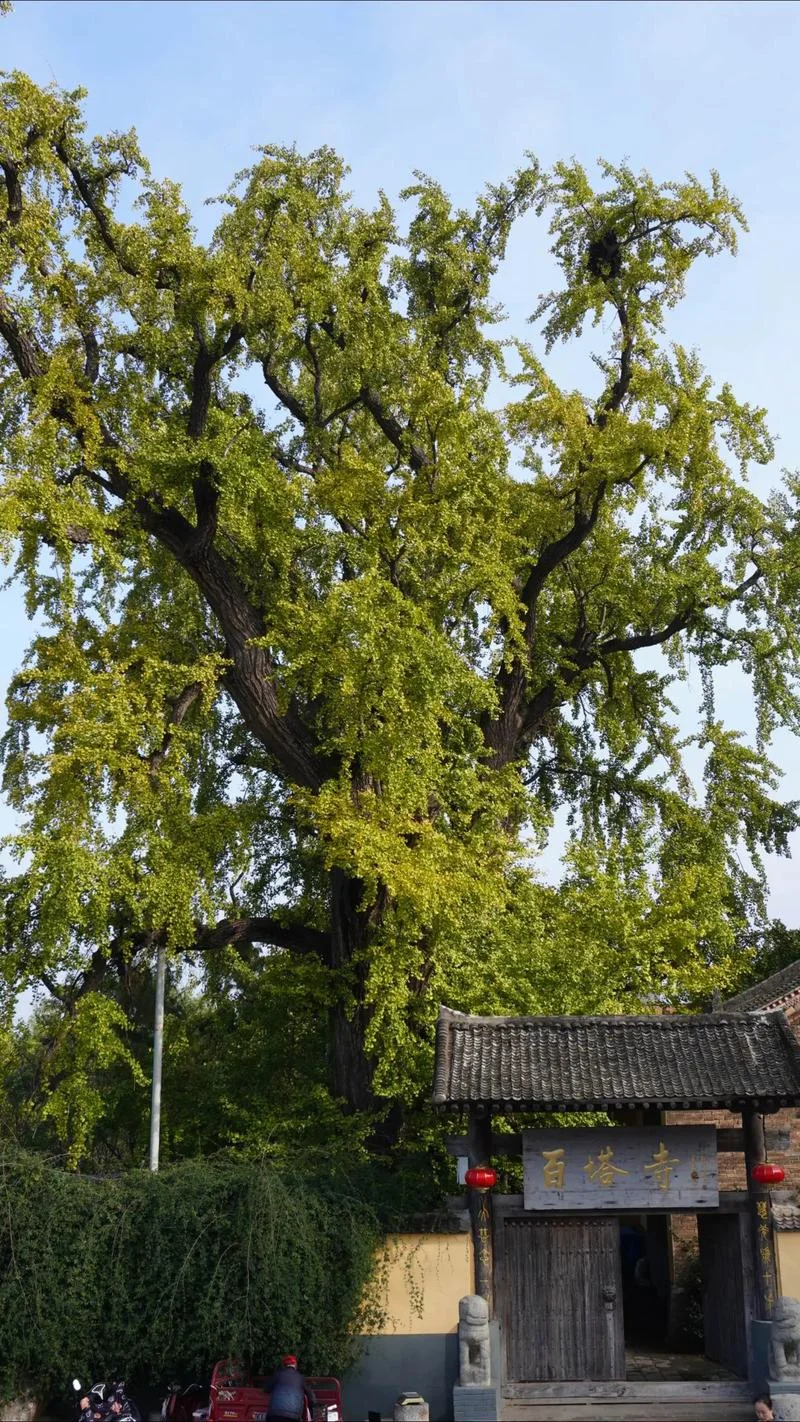 碧云天黄叶地出自_1