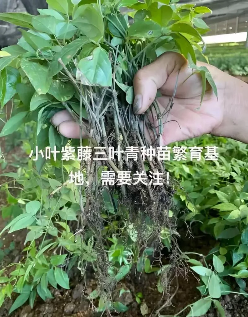 三叶青价格多少钱一亩_1