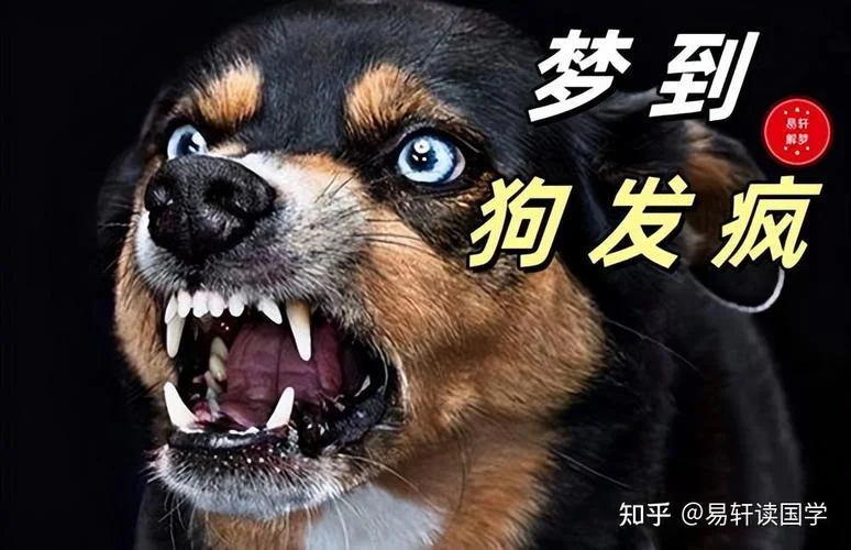 梦到可怕的狗-梦见恶犬