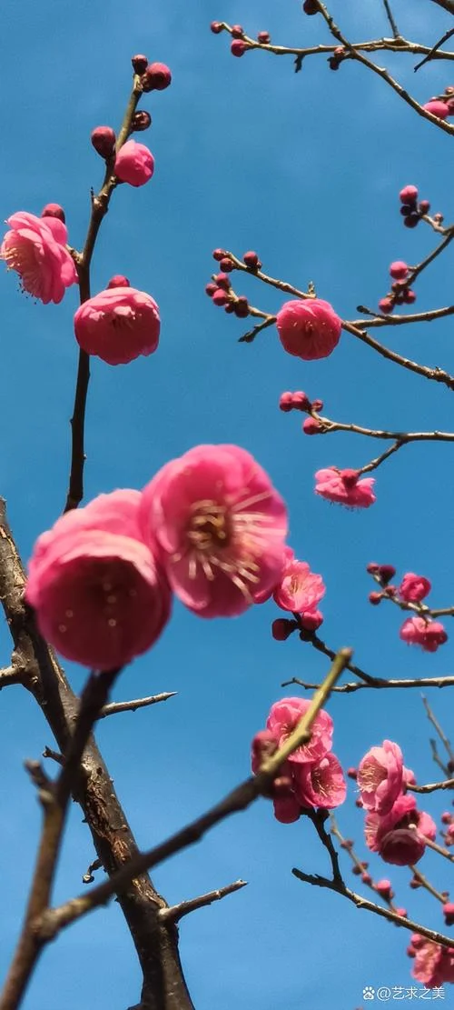 春节旅游好去处景点_1