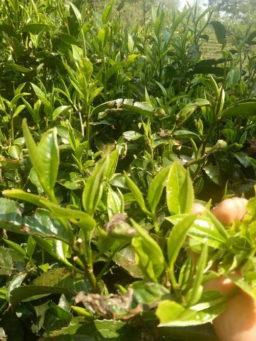茶叶一亩种植多少棵_1