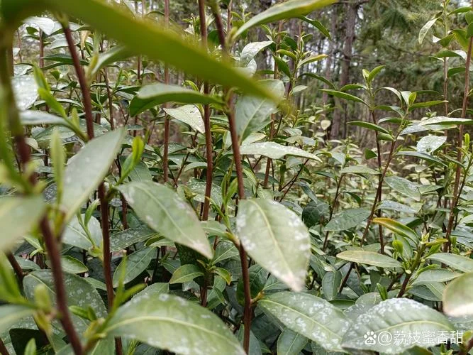 种茶叶一亩成本要多少_1