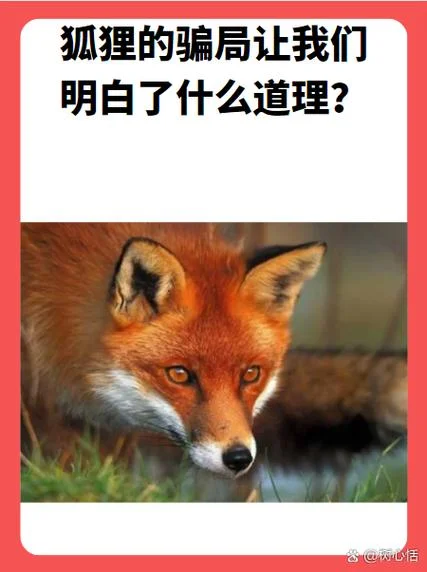 狐狸的钱袋告诉我们什么道理_1