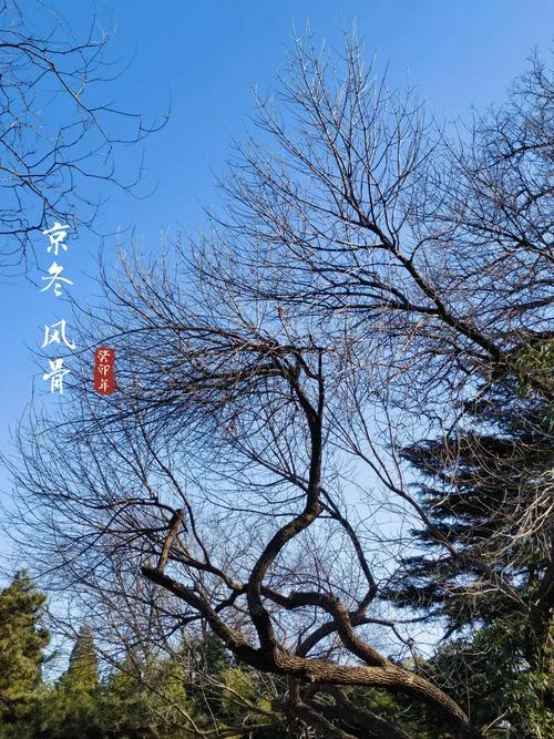 于禁忌之处见风骨出处_1