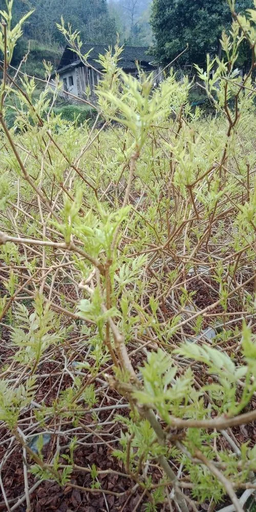 莓茶一亩产量多少_2