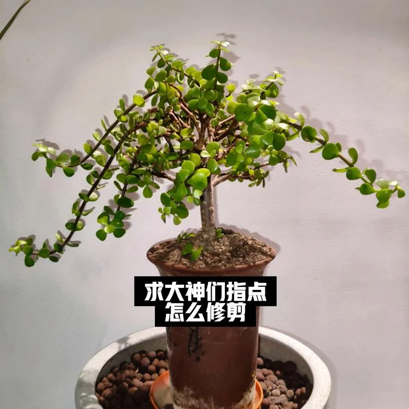 野蛮生长下一句_2