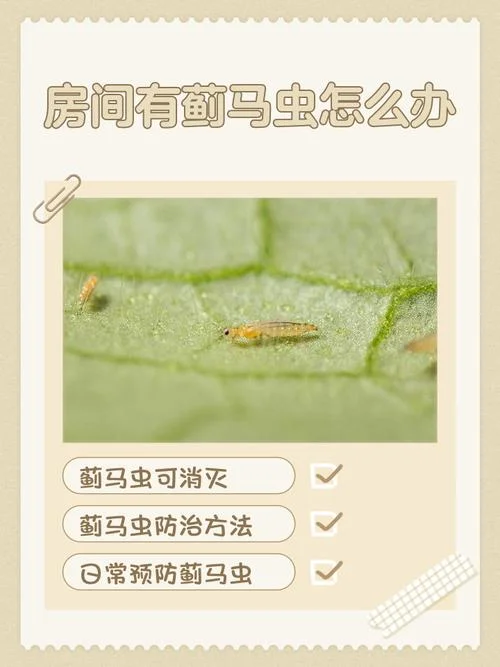 梦见旧宅小虫多_2