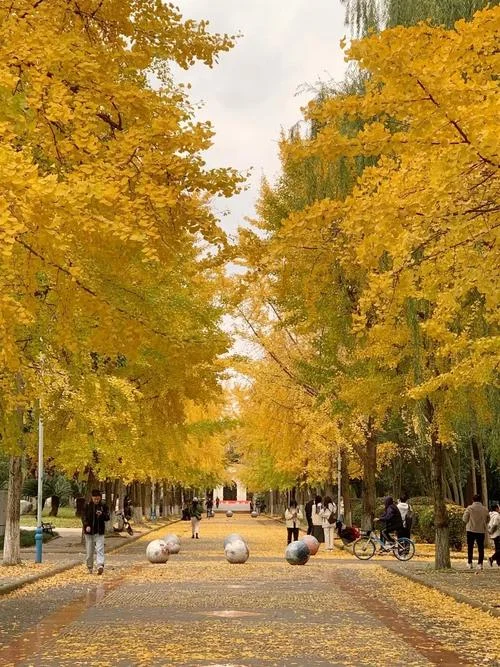 四川哪里有银杏树景点_1