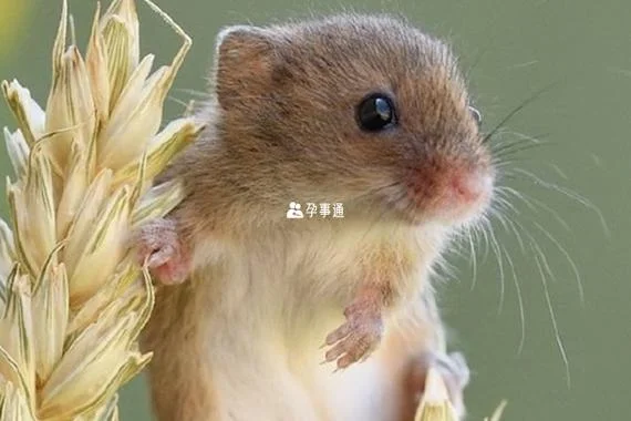 鼠年几月出生好呢_2