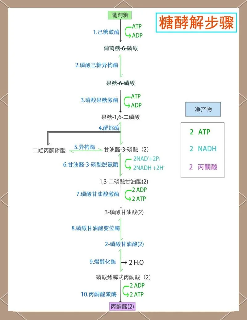 聚合酶链式反应原理图_2
