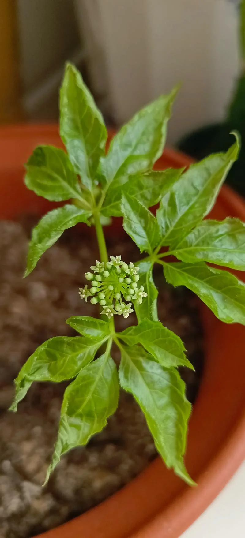 人参花怎么用-人参花怎么用