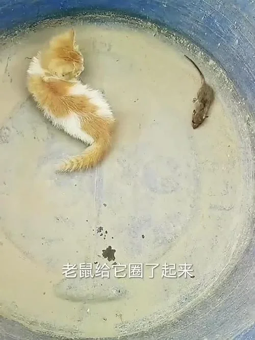 梦到猫抓老鼠寓意什么_2