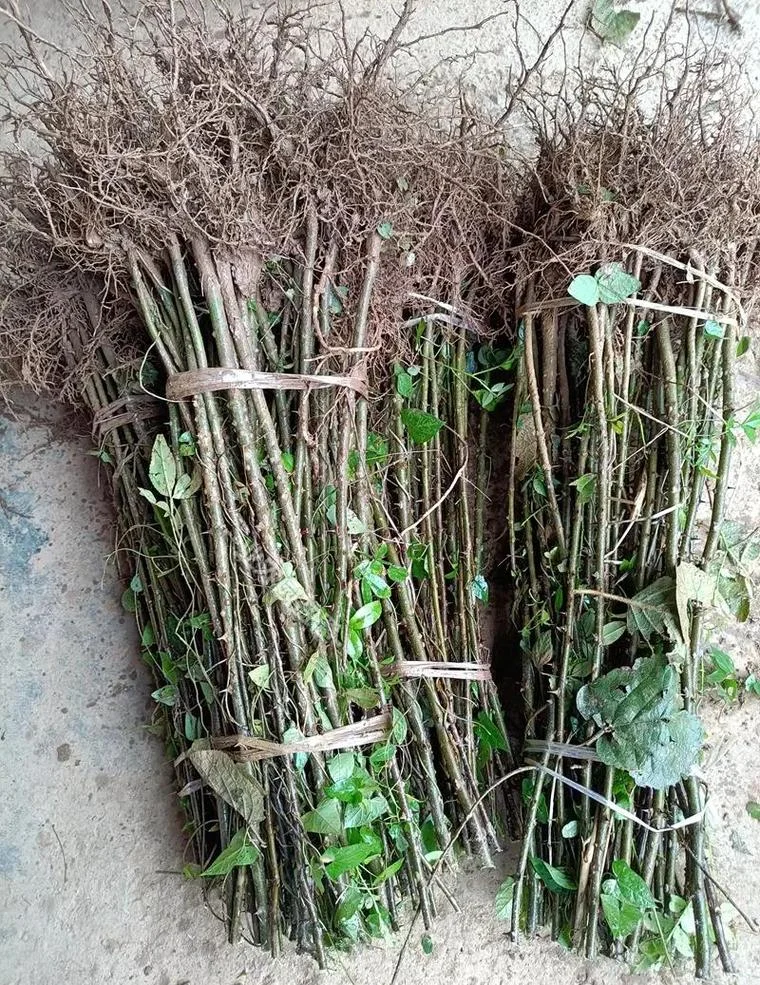 一亩地能种多少花椒树-一亩地种多少花椒树