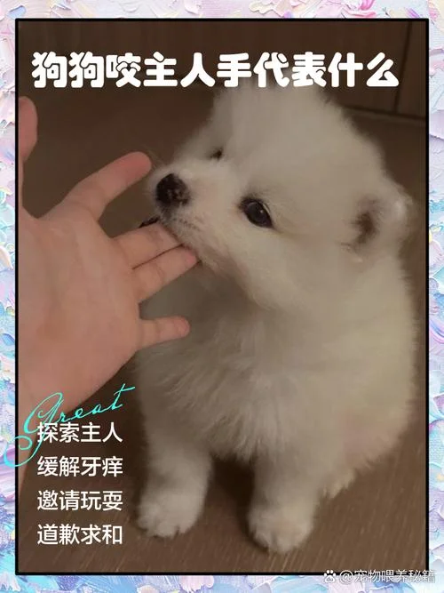 梦见狗咬别人家小孩-梦犬咬邻家稚童