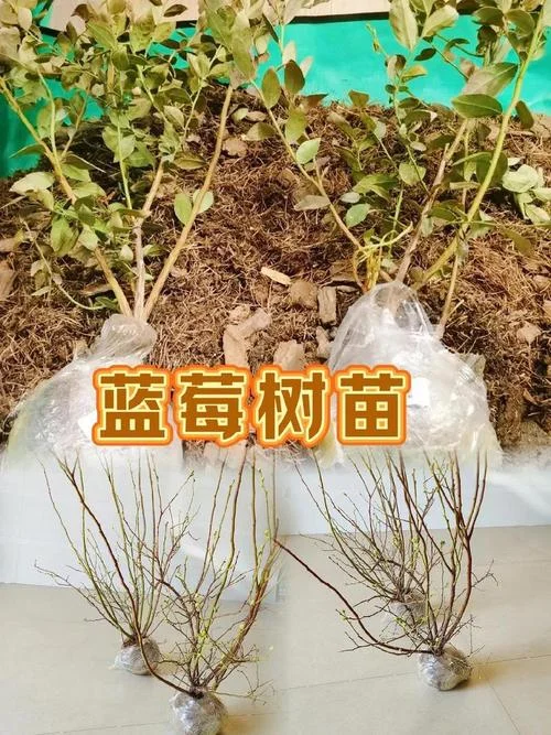 蓝莓的季节一般几月_2