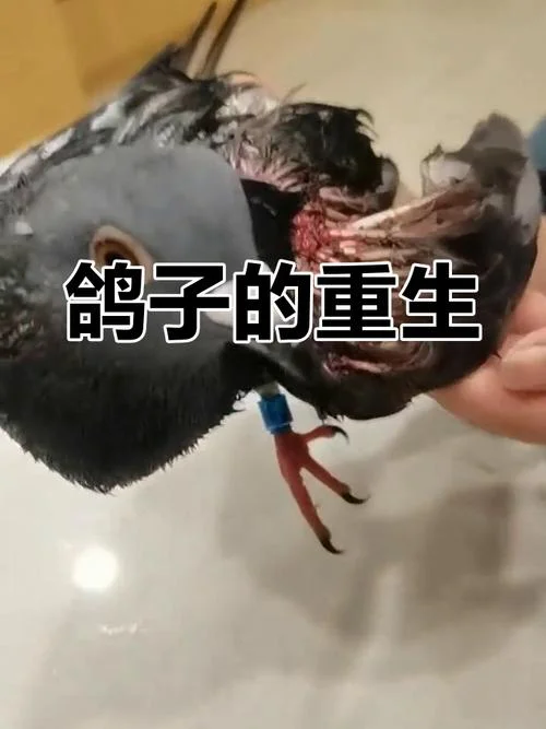 鸽子腿断了怎么办_1