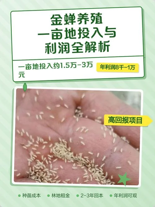 一亩金蝉养殖多少斤_1