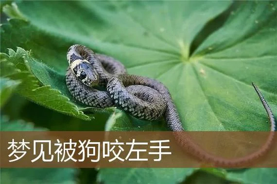 梦见自己给狗咬了手-梦中被狗咬伤手