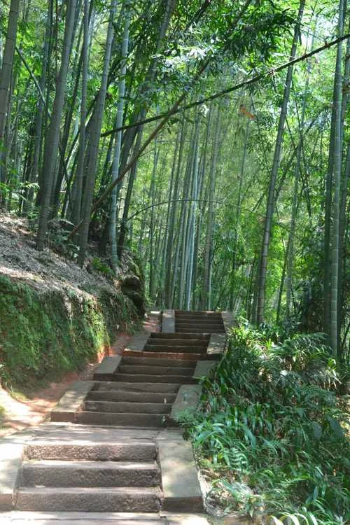蜀南竹海到重庆多少公里-蜀南竹海距重庆多远
