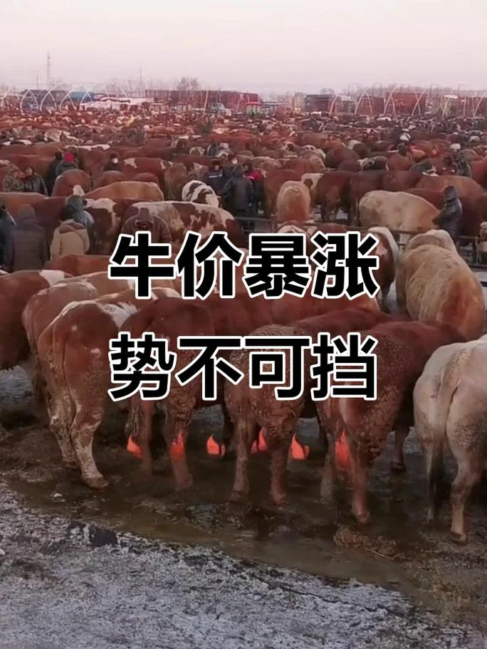 牛市是哪一年_2