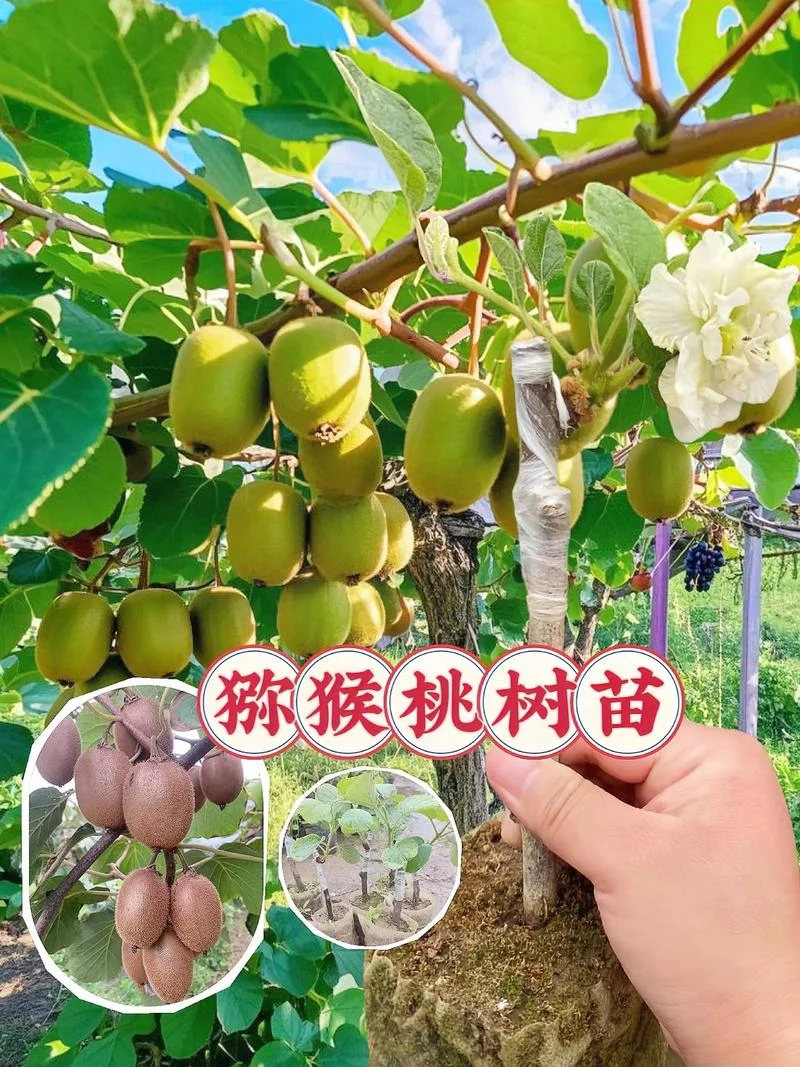 北方猕猴桃种植条件_1