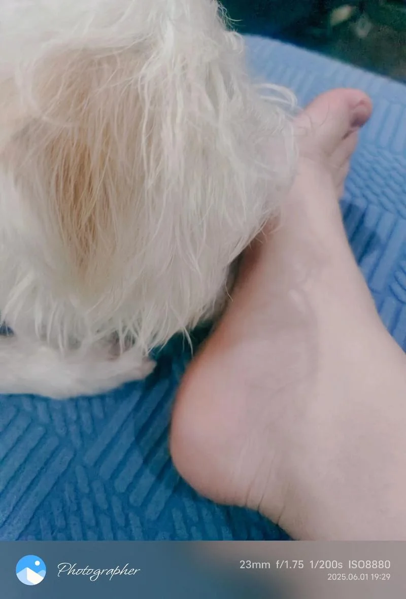梦到狗咬裤子_2