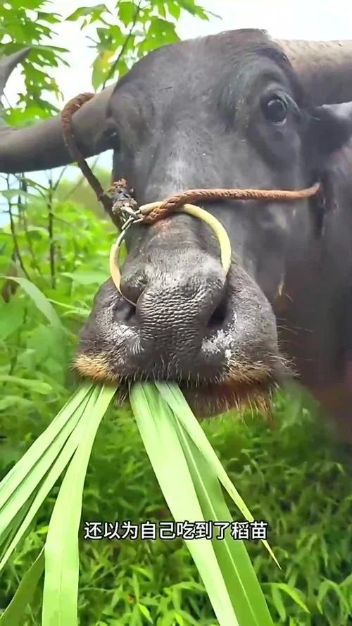 梦见牛吃草突然走了-梦牛吃草后离去